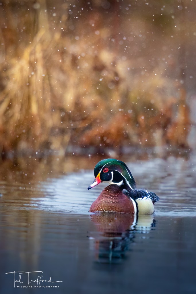 Wood duck on a pond while it's snowing